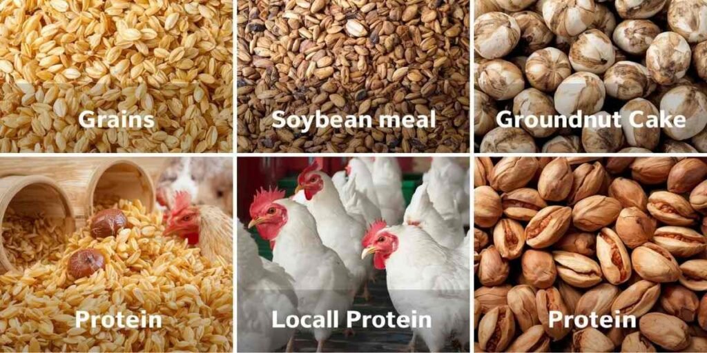 Que Donner à Manger aux Poulets pour Croissance et Ponte